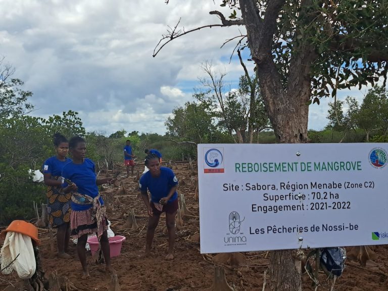 Reboisement des mangroves par les entreprises d’exploitation halieutiques …sises à Menabe