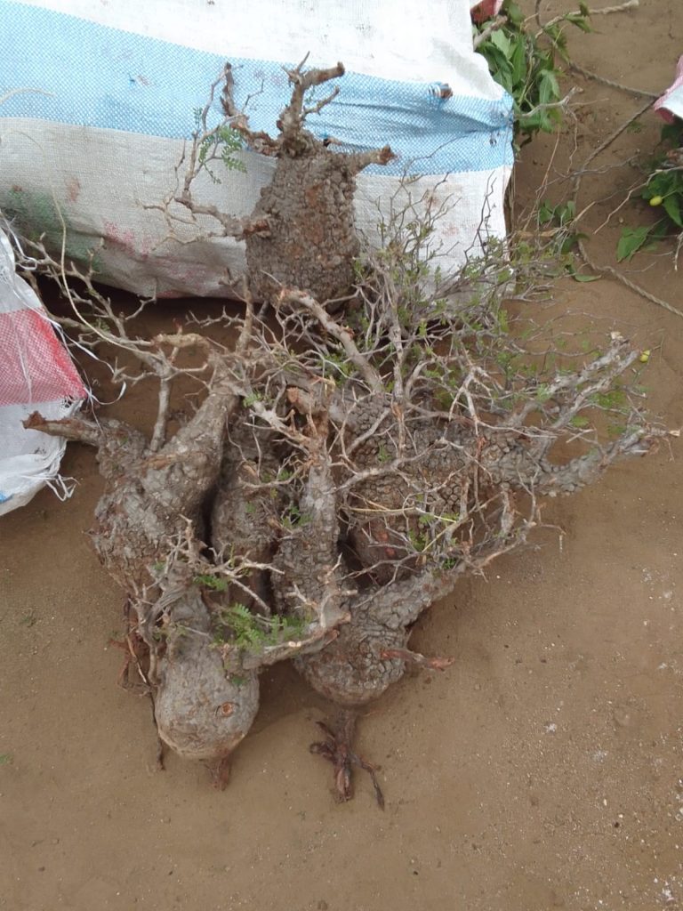 Trafic de baobabs nains : 24 pieds saisis à Toliary