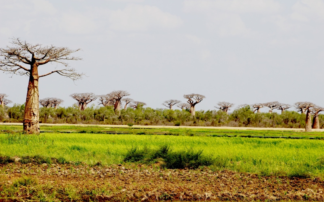 Projet de conservation de la biodiversité, restauration PROJET TEFIALA et développement durable intégré des sous bassins du Mangoky