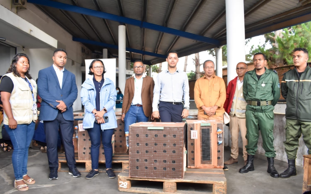 Remis en liberté dans leur pays d’origine les lémuriens capturés en Thaïlande