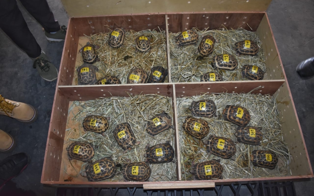 Rapatriement de 757 Tortues Pyxis arachnoides à Madagascar : Une Victoire contre le Trafic Illégal