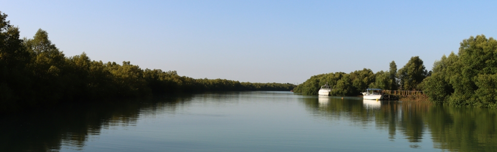 mangrove