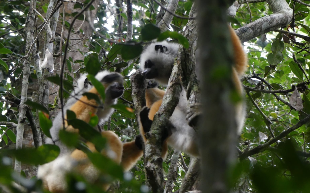 COMBO+(Conservation ,Minimisation des impacts et Compensation au titre de Biodiversité)