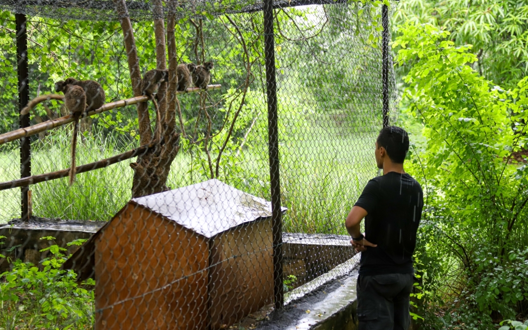 Retour au Pays : Huit Lémuriens Rapatriés de Thaïlande en Quarantaine à Mahajanga