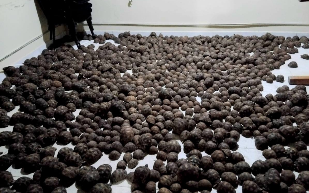 Démantèlement d’un Grand Réseau de Trafic de Tortues : 19 Personnes Incarcérées à Tsiafahy et Antanimora