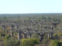 Parc National de Kirindy Mite