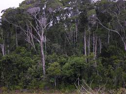 ANKARABOLAVA AGNAKATRIKA