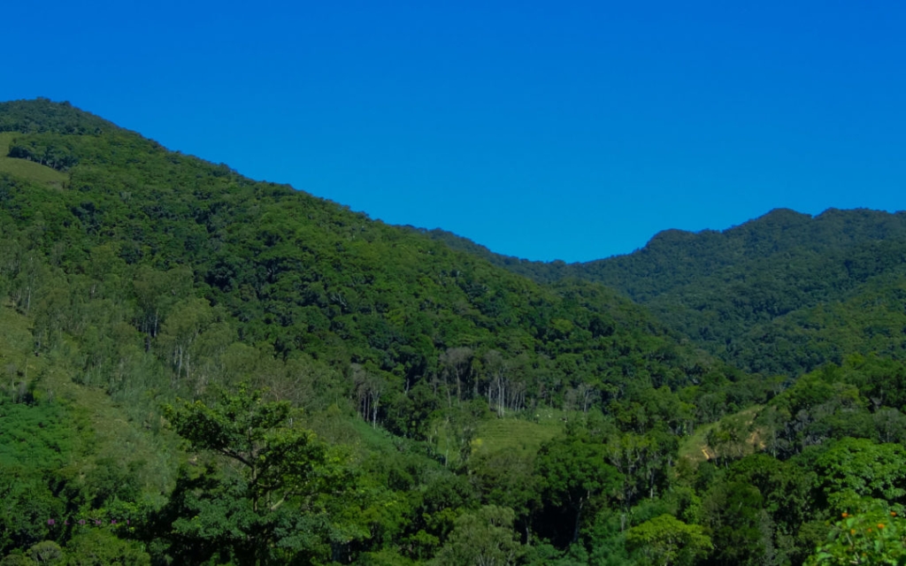 La-forêt-de-Tsitongambarika-est-située-au-Sud-Est-de-Madagascar-dans-la-région-Anosy-au-nord-de-la-ville-de-Fort-Dauphin.