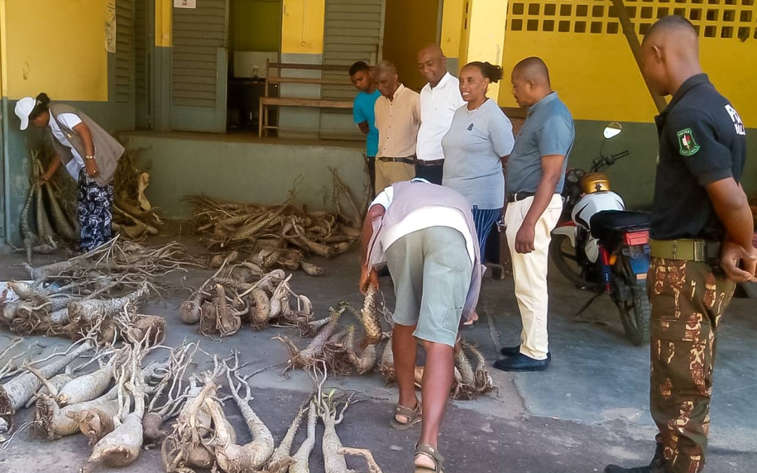 Fiarovana ny Haren’ny Voajanahary: Fampahatsiahivana Momba ny Zavamaniry Tandindomin-doza ao Madagasikara 🌿🌱
