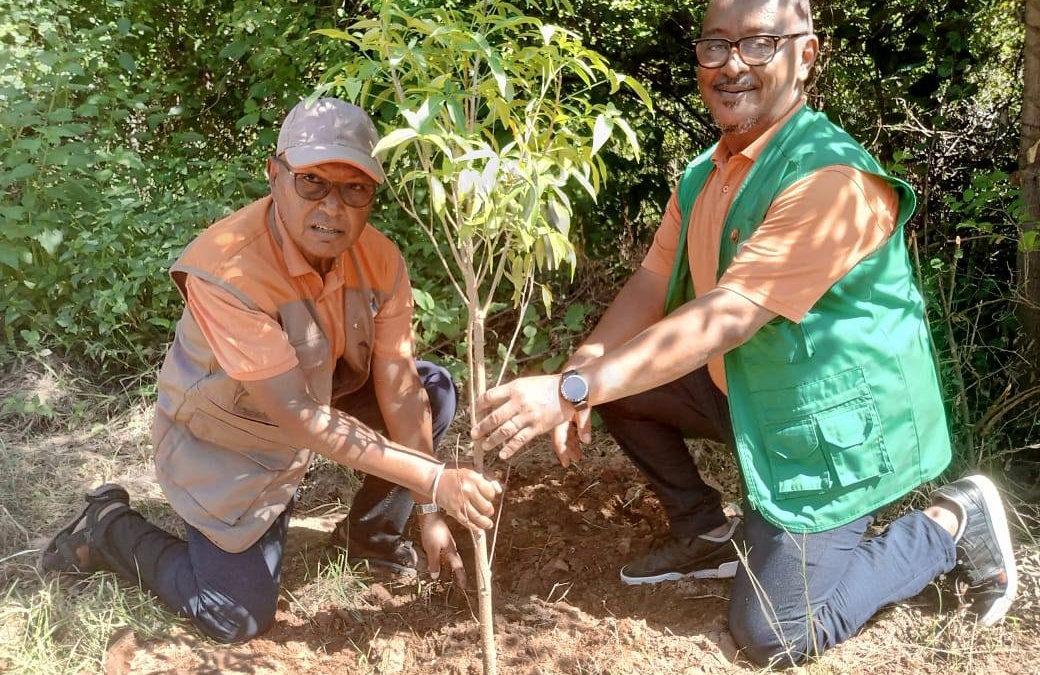 Fambolen-Kazo Tao Amin’ny Allée des Baobabs – Morondava: Fianakaviamben’ny Loholona Nanatanteraka Fandraisana Anjara Mahery Vaika amin’ny Fikarakarana Tontolo Iainana