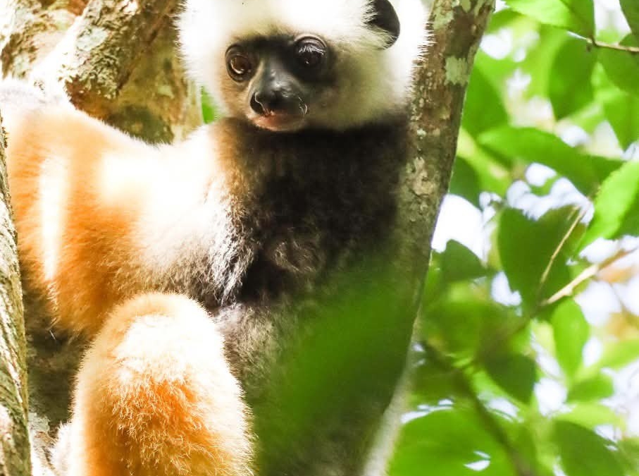 🐵🌳 𝗢𝗽𝗽𝗼𝗿𝘁𝘂𝗻𝗶𝘁𝗲́ 𝗱𝗲 𝗳𝗶𝗻𝗮𝗻𝗰𝗲𝗺𝗲𝗻𝘁 : 𝗟’𝗨𝗜𝗖𝗡 𝗹𝗮𝗻𝗰𝗲 𝘂𝗻 𝗮𝗽𝗽𝗲𝗹 𝗮̀ 𝗽𝗿𝗼𝗷𝗲𝘁𝘀 𝗽𝗼𝘂𝗿 𝘀𝗮𝘂𝘃𝗲𝗿 𝗹𝗲𝘀 𝗹𝗲́𝗺𝘂𝗿𝗶𝗲𝗻𝘀 𝗱𝗲 𝗠𝗮𝗱𝗮𝗴𝗮𝘀𝗰𝗮𝗿