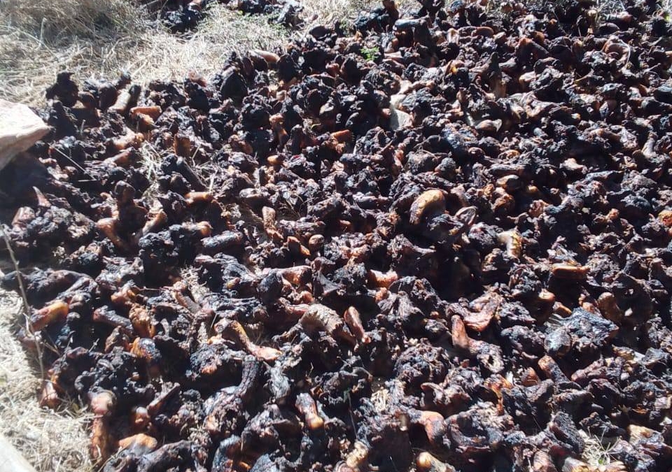🚫 Saisie record de 1 122 tortues à Tsihombe : le MEDD réaffirme l’interdiction stricte